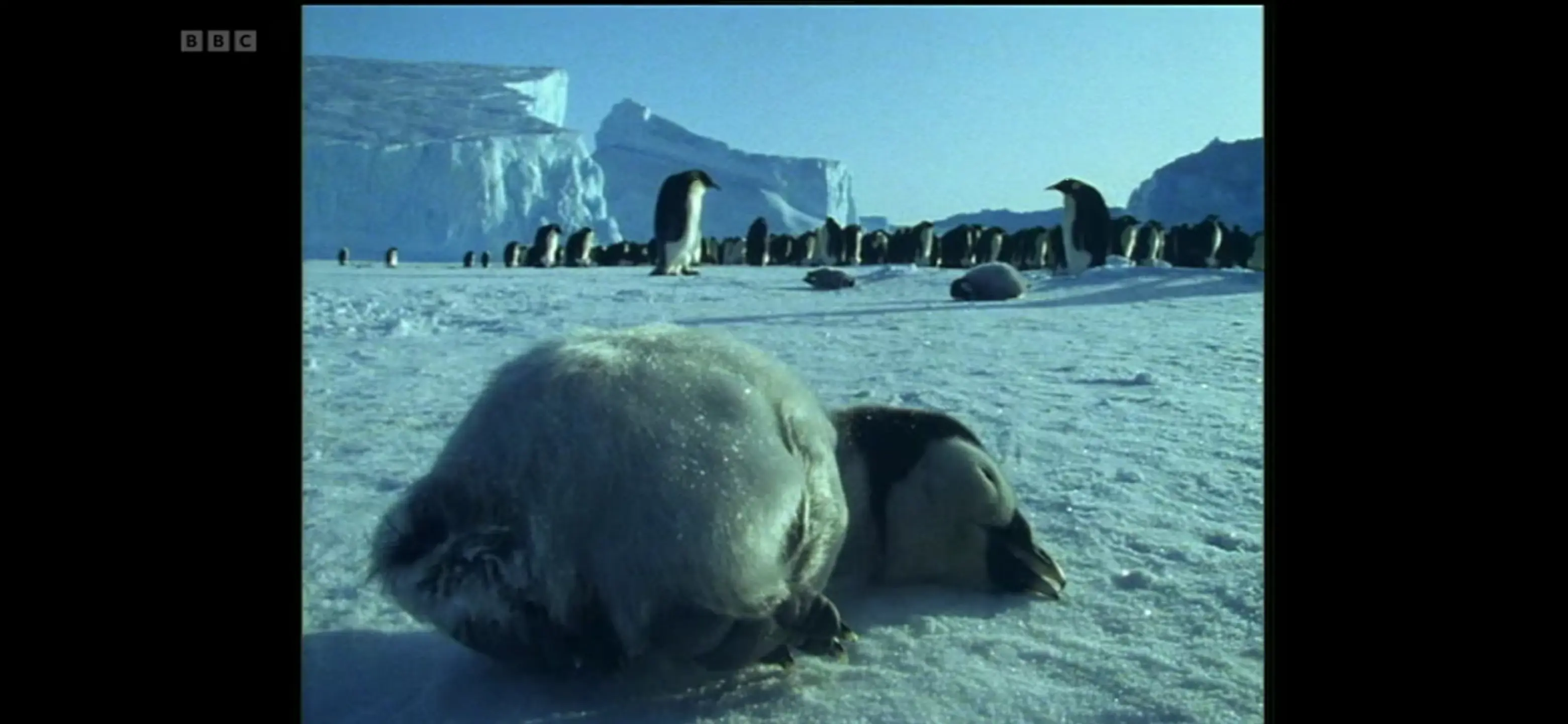 Emperor penguin (Aptenodytes forsteri) as shown in Life in the Freezer - The Big Freeze